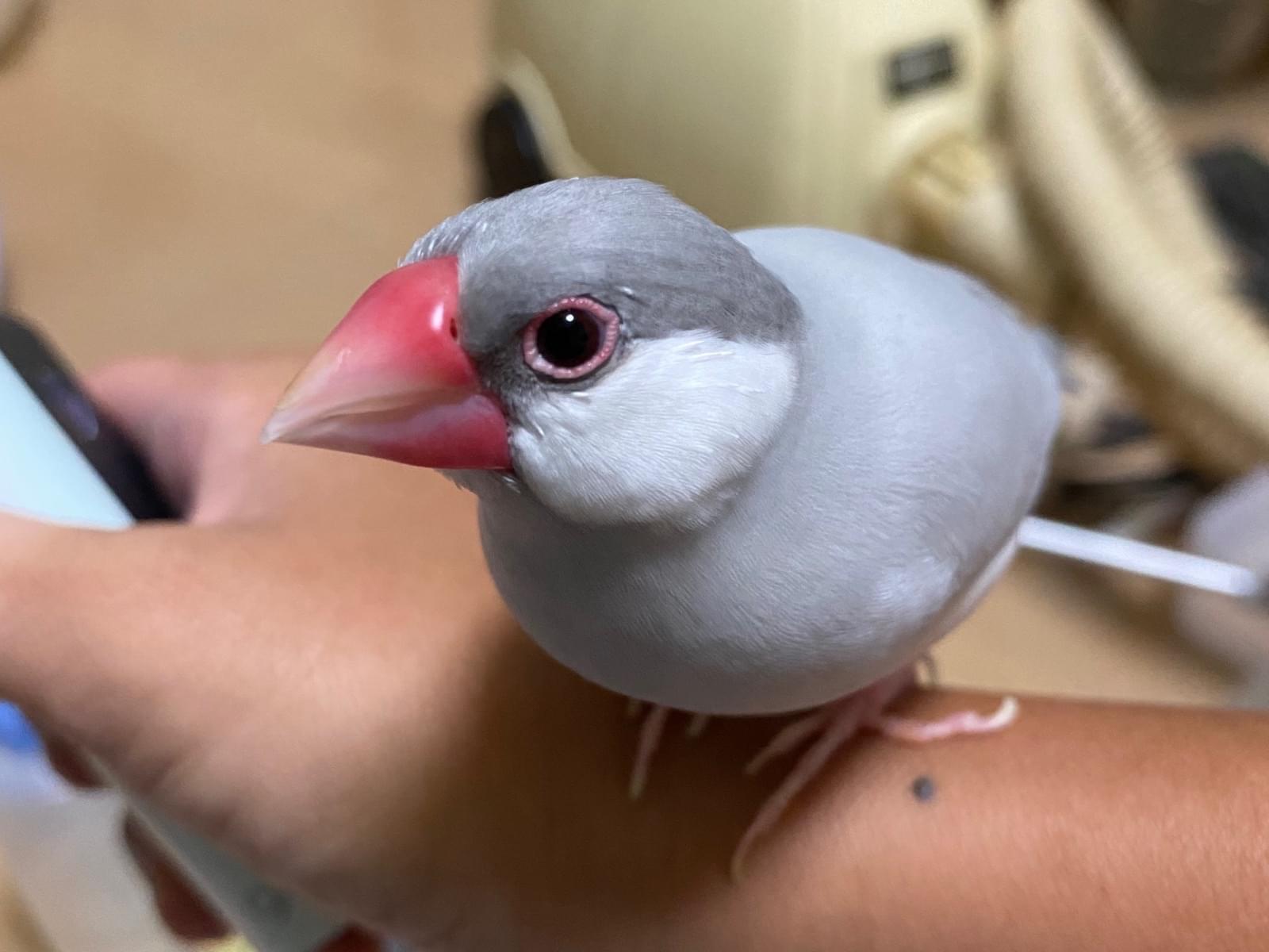 シーちゃん シーちゃん