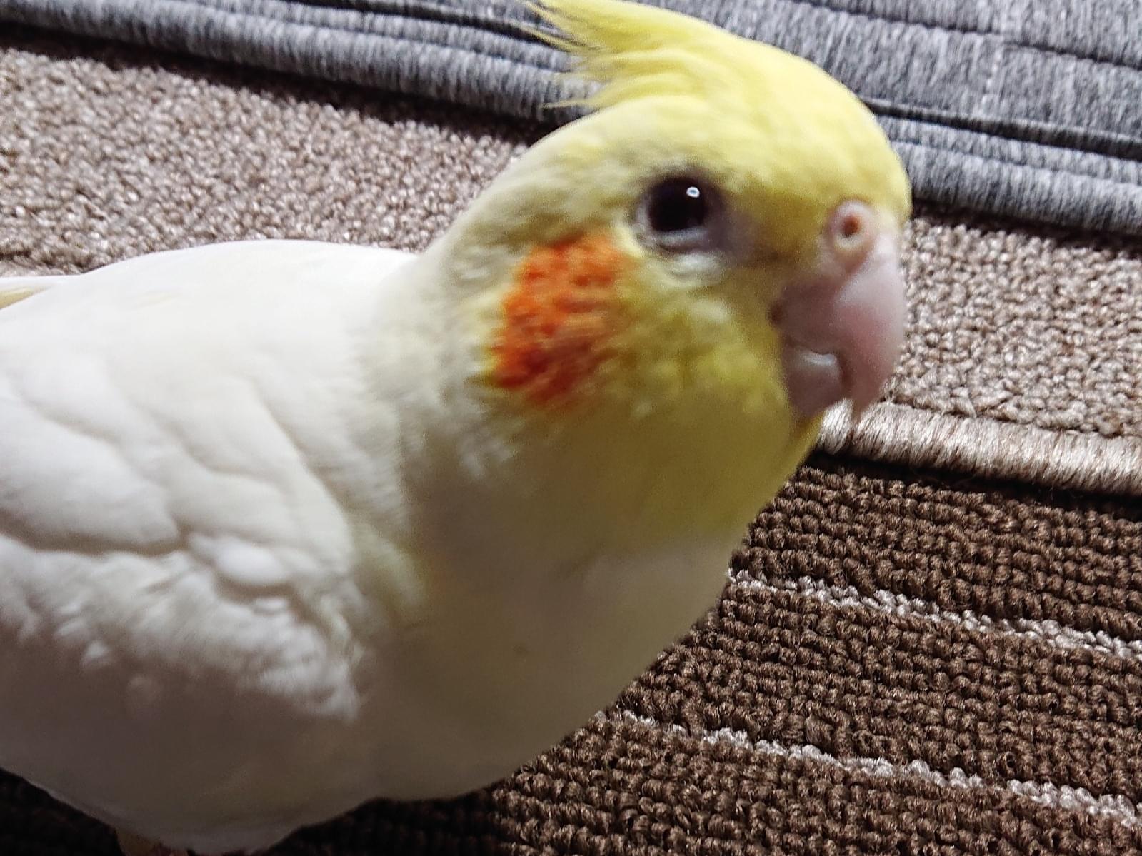 コロンちゃん コロンちゃん