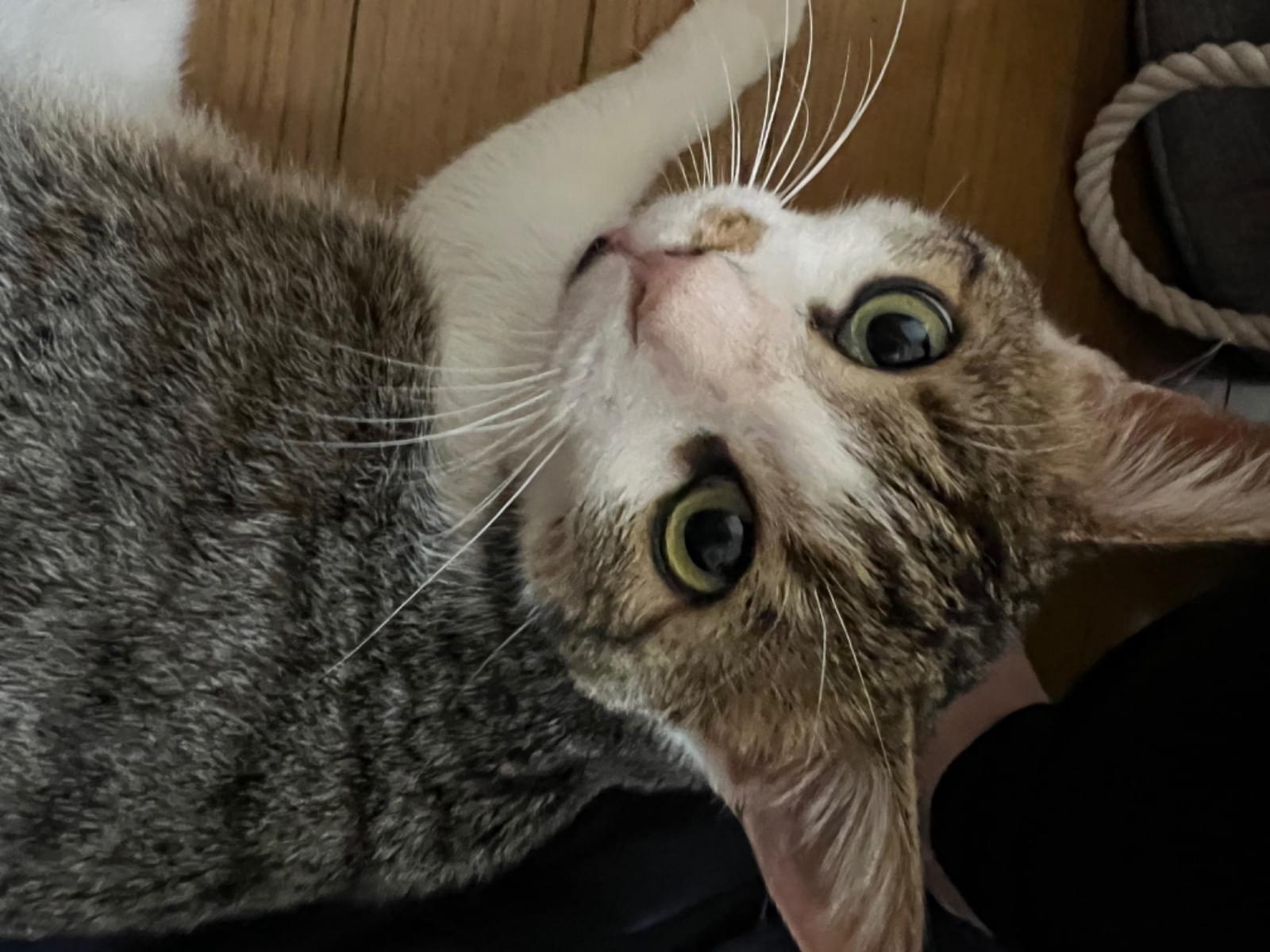 保護された猫 保護された猫