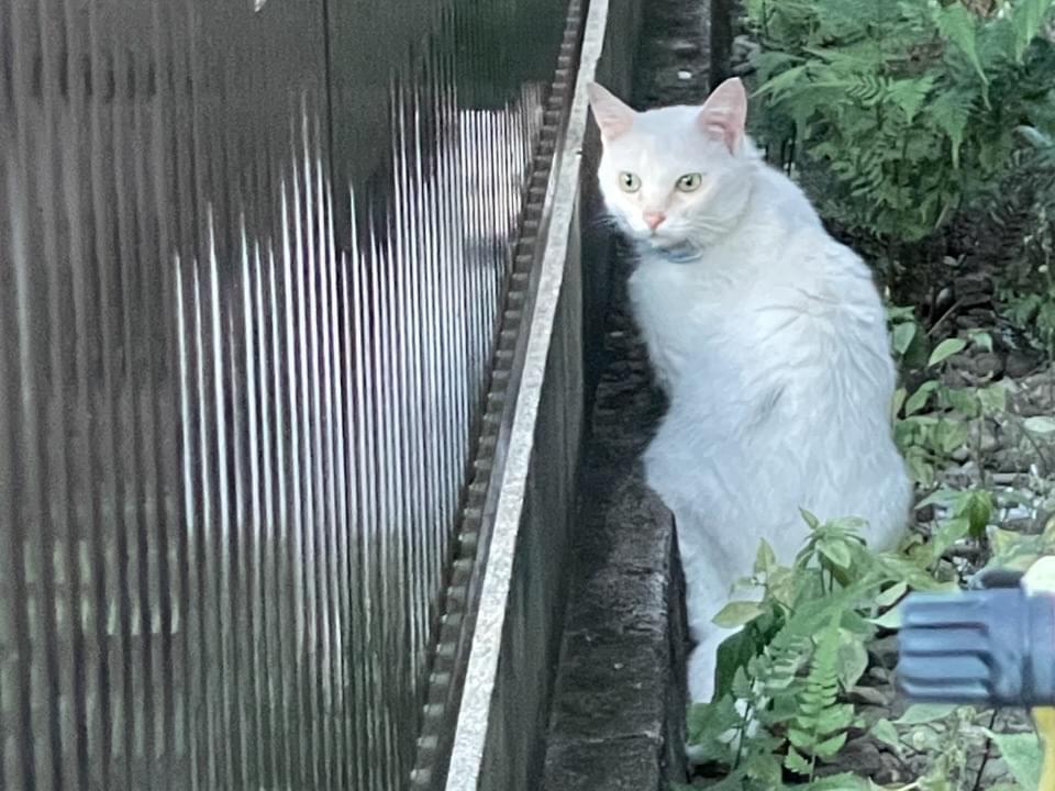 目撃された猫 目撃された猫