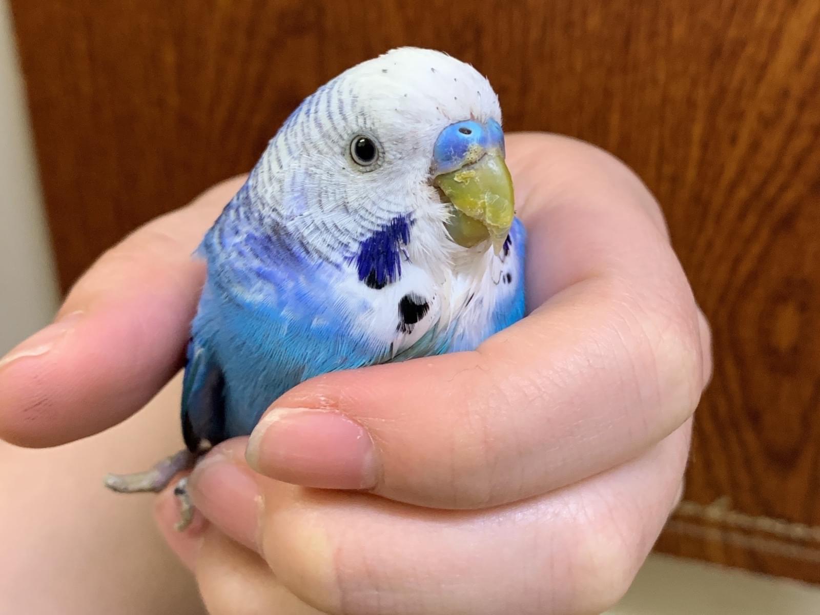 保護された鳥 保護された鳥