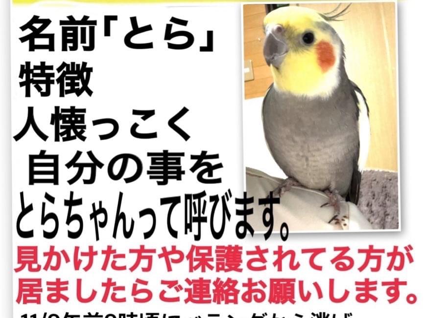 とらちゃん とらちゃん