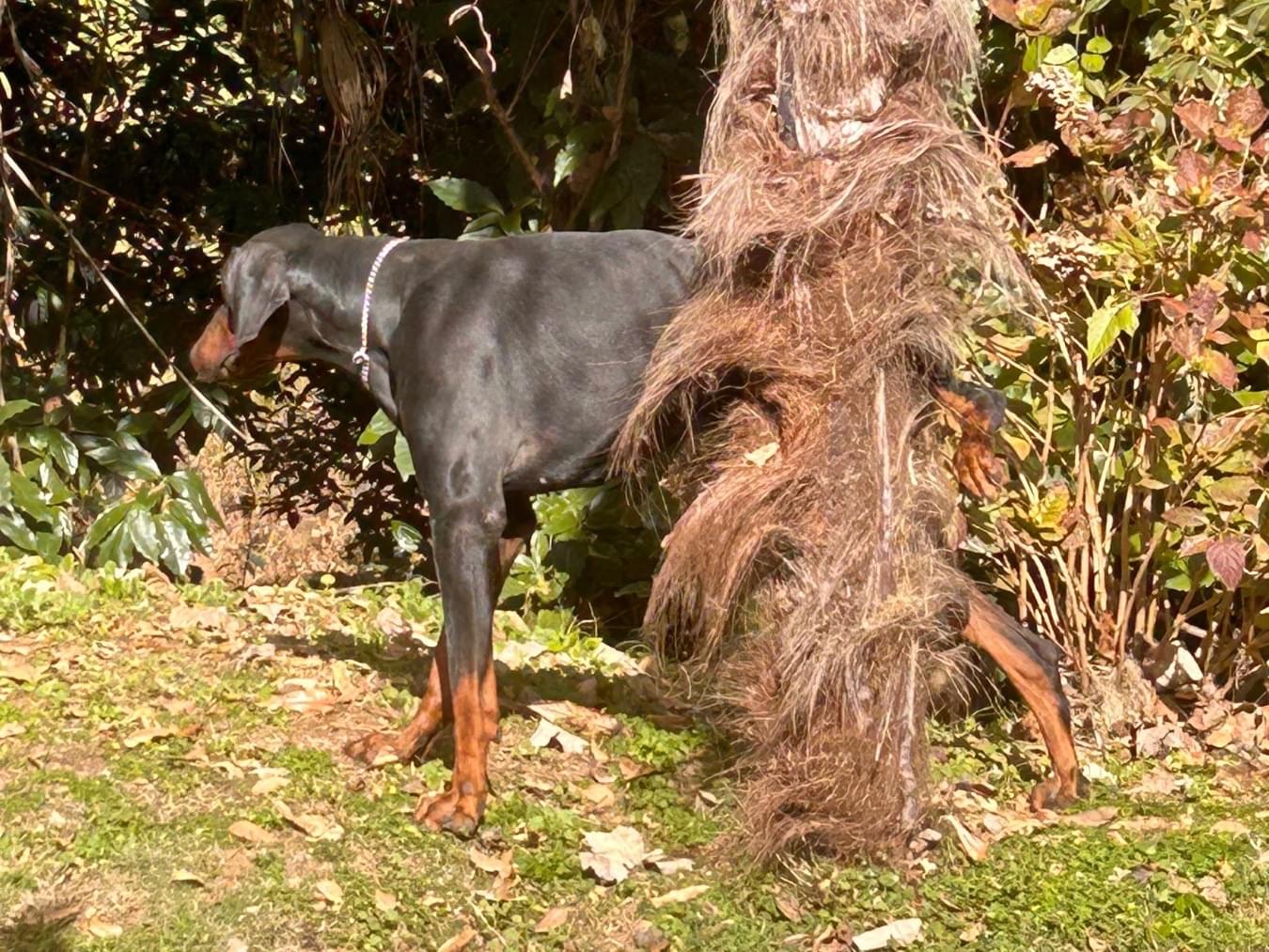 目撃された犬 目撃された犬