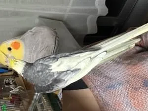 大巡礼★病から逃れ悪縁切り身代わり鳥オルゴナイト 大巡礼☆病から逃れ悪縁切り身代わり鳥オルゴナイト Amazon