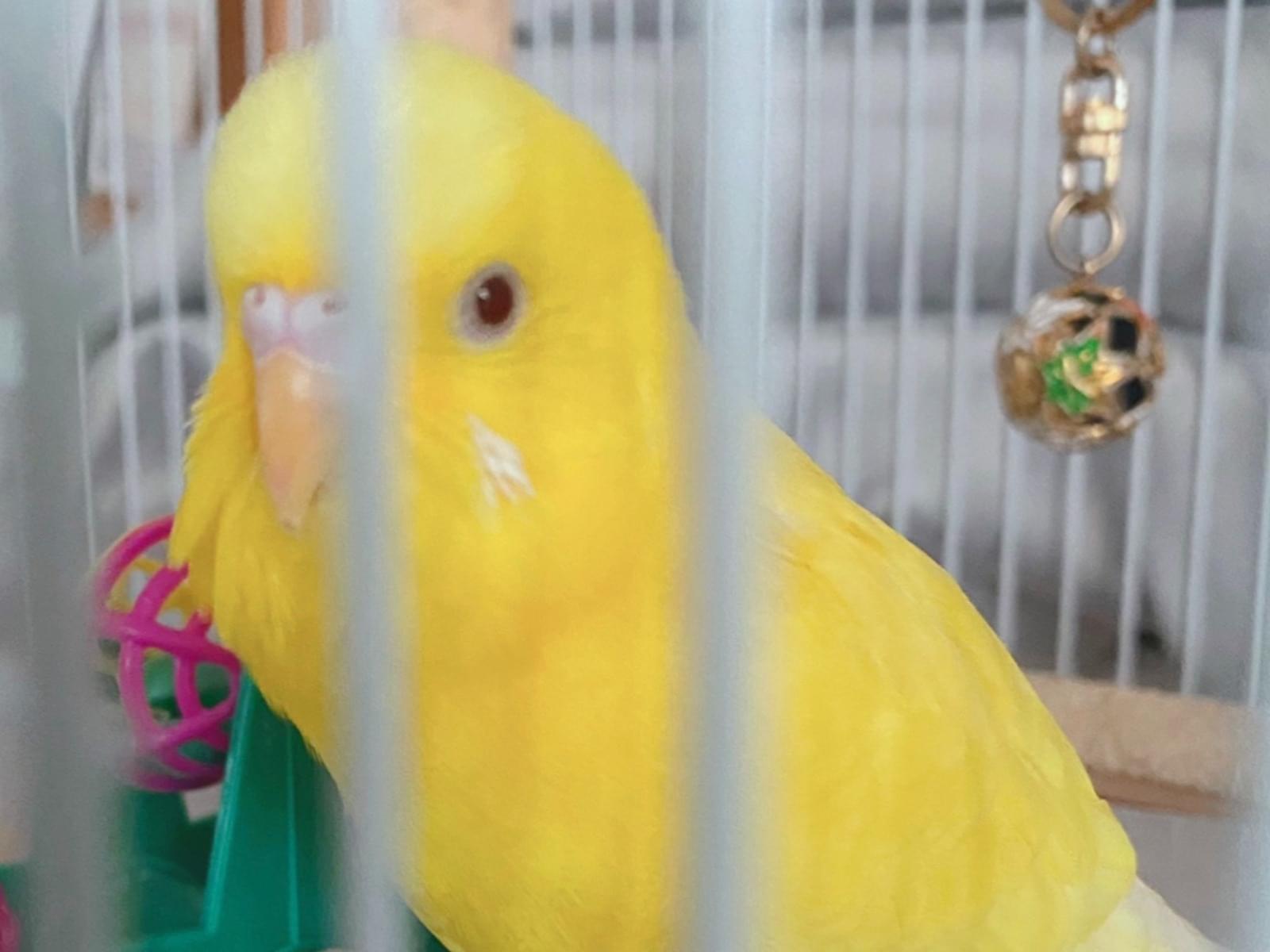 ピー助ちゃん ピー助ちゃん