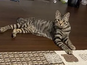 キジトラ 茶黒白キジトラ尻尾太め短め