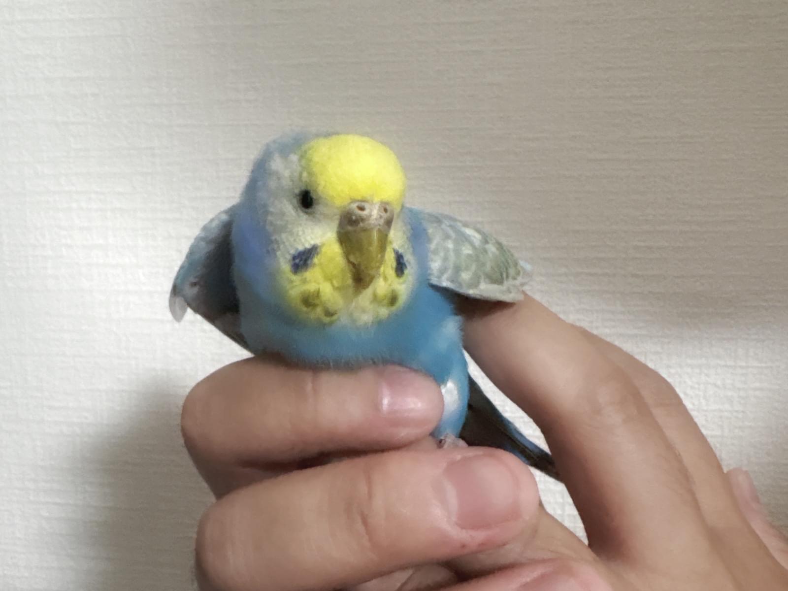 保護された鳥 保護された鳥