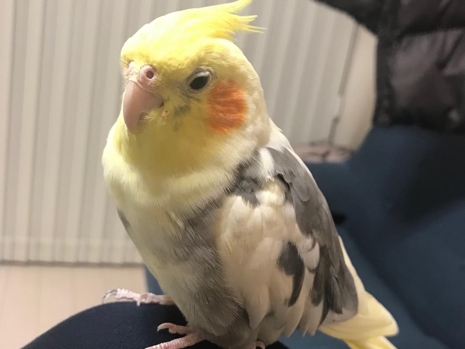 きーちゃん きーちゃん