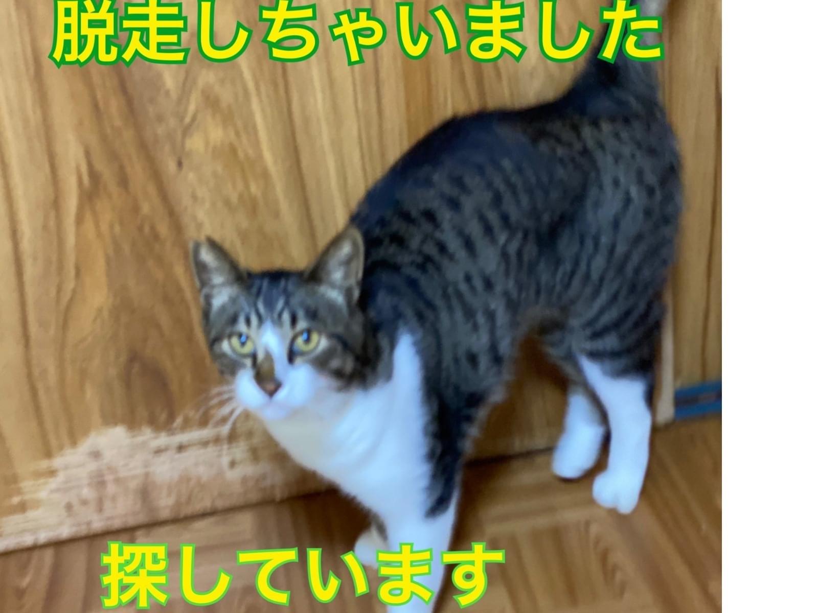 コジローちゃん コジローちゃん