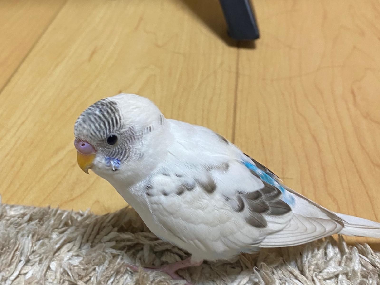 保護された鳥 保護された鳥