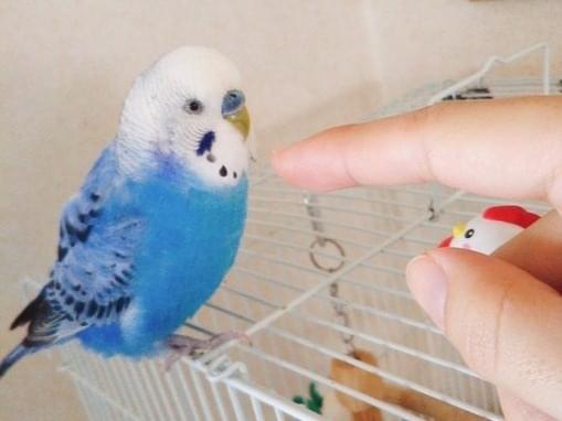 りゅーちゃん りゅーちゃん