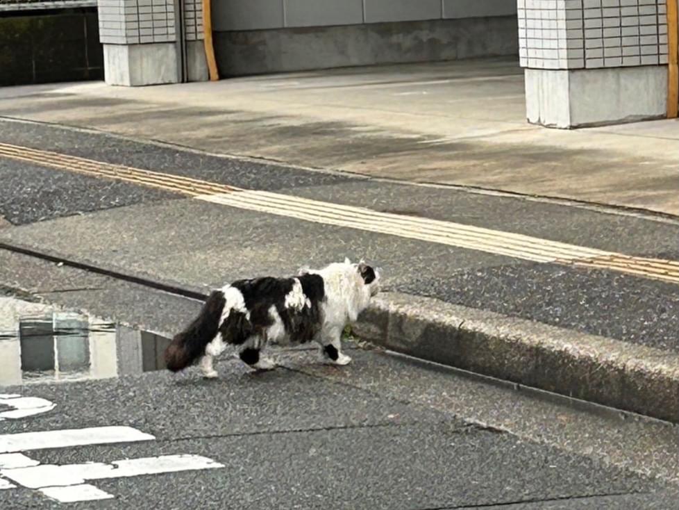 目撃された猫 目撃された猫