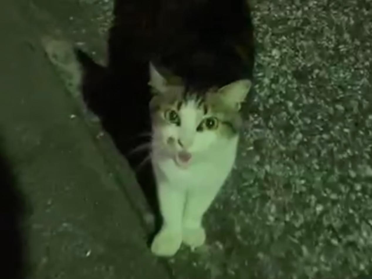 目撃された猫 目撃された猫