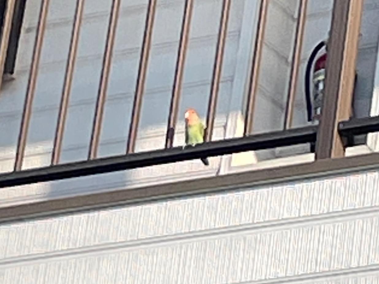 目撃された鳥 目撃された鳥