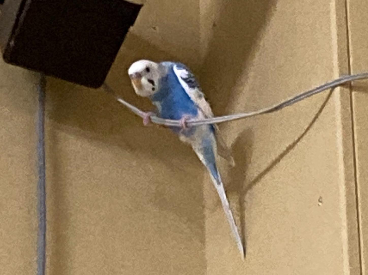 目撃された鳥 目撃された鳥