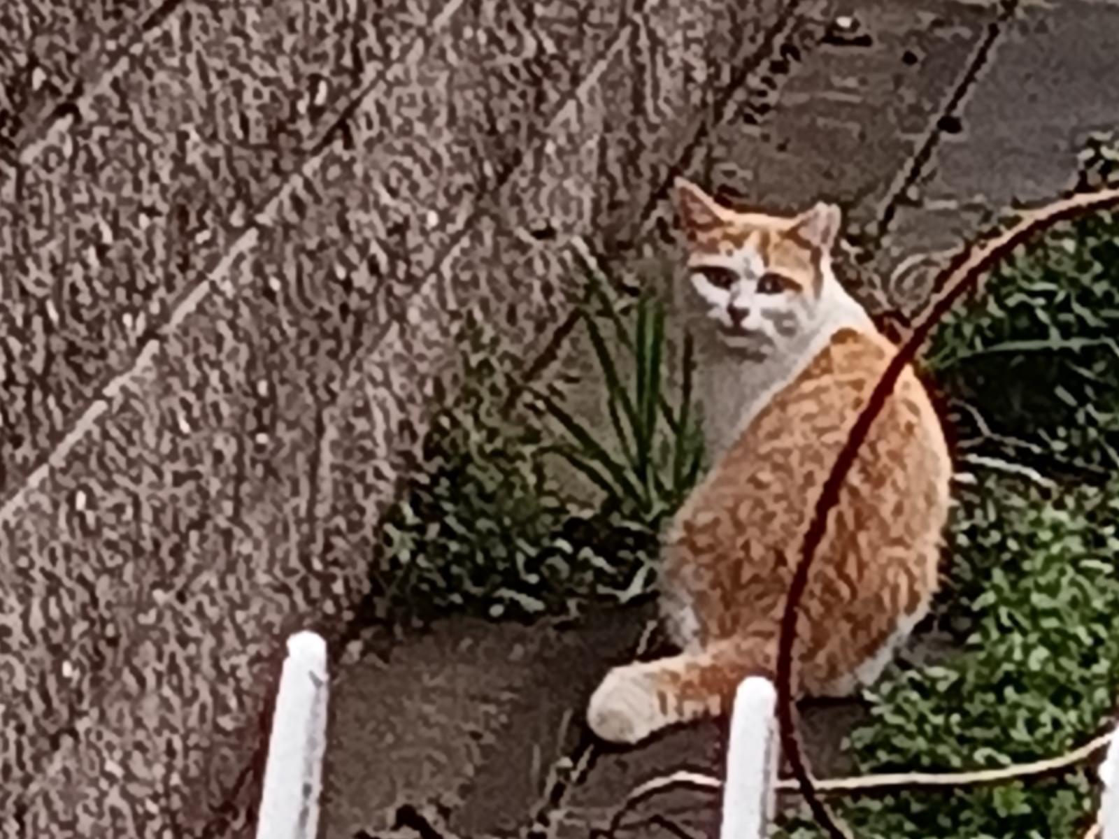 目撃された猫 目撃された猫