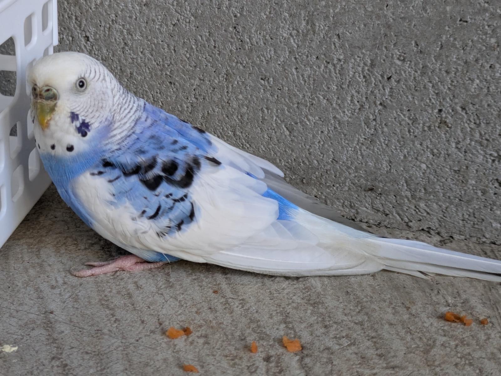 保護された鳥 保護された鳥