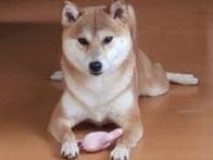 あかねちゃん あかねちゃん