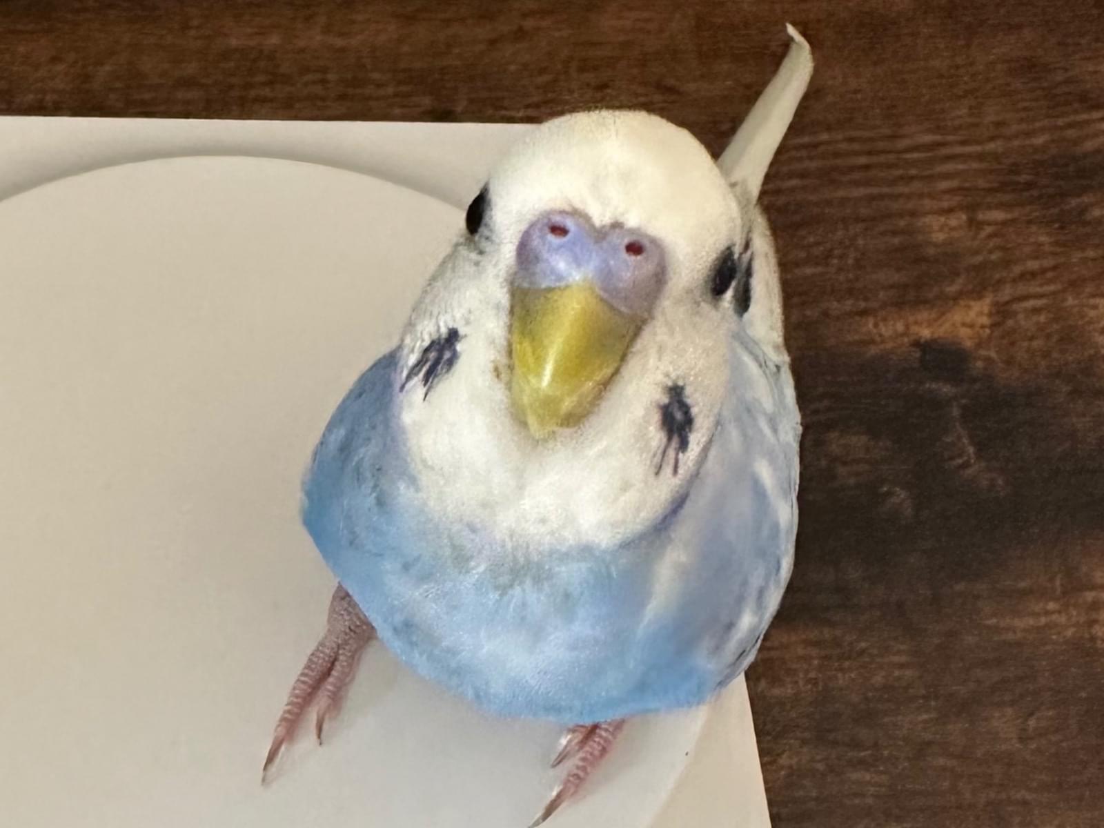 アベちゃん アベちゃん