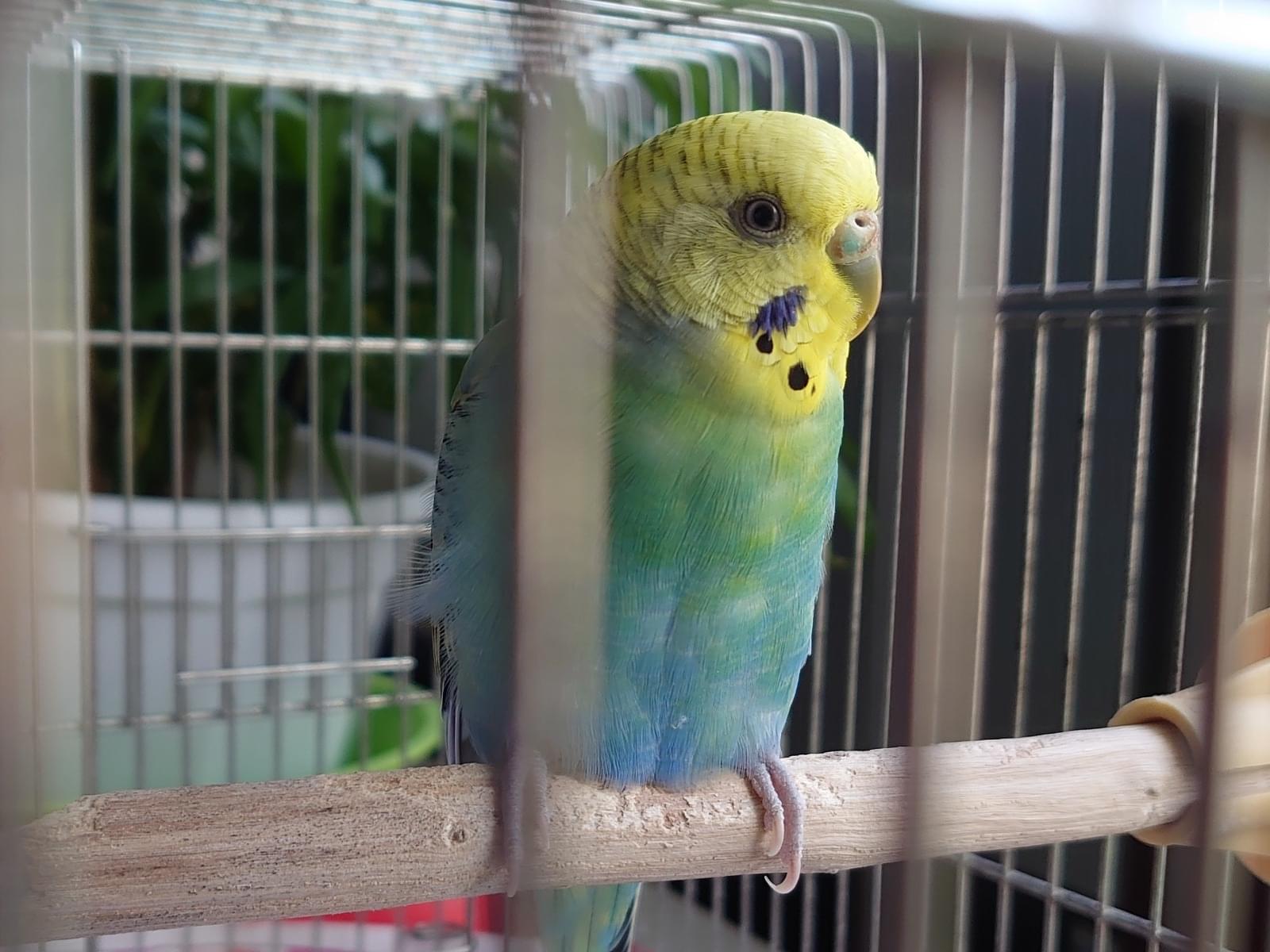 ピーちゃん ピーちゃん