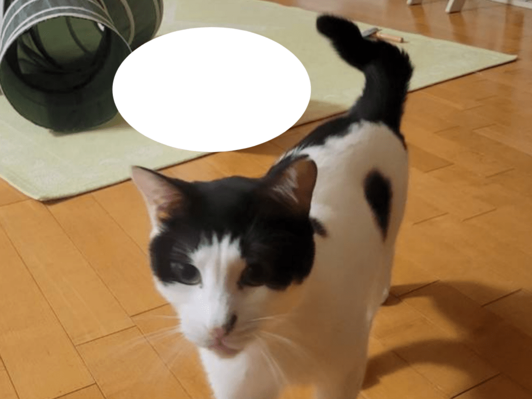 ねねちゃん ねねちゃん