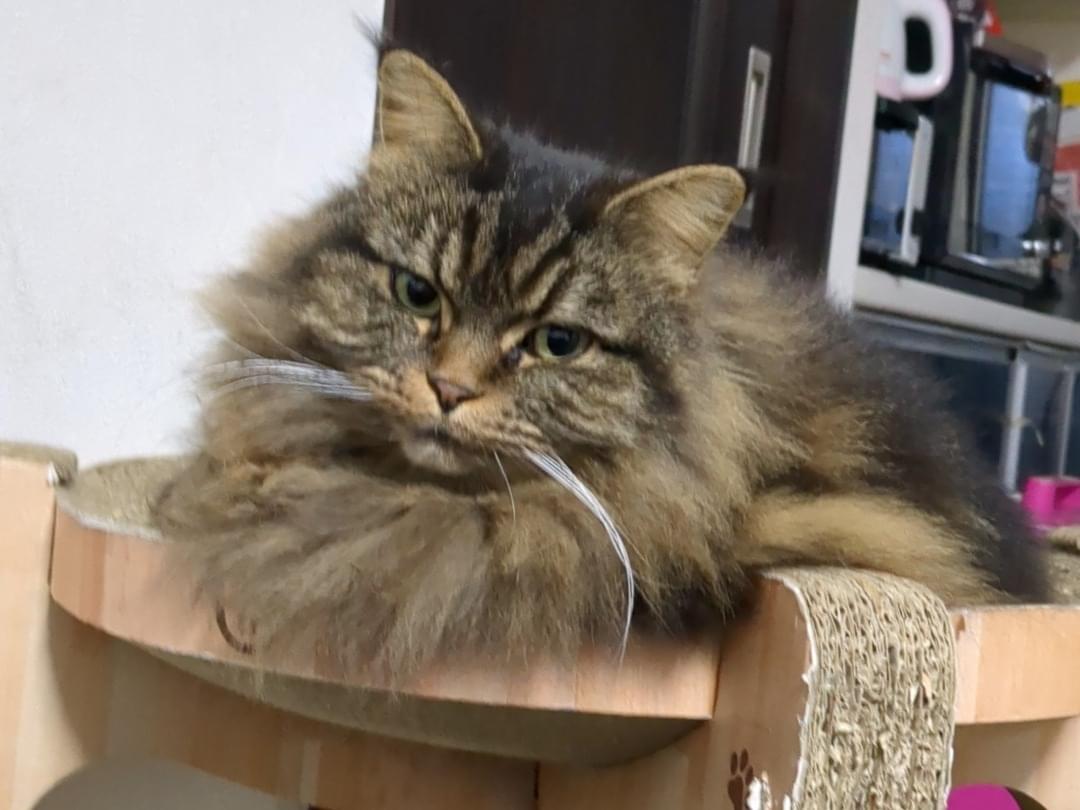 カルビちゃん カルビちゃん