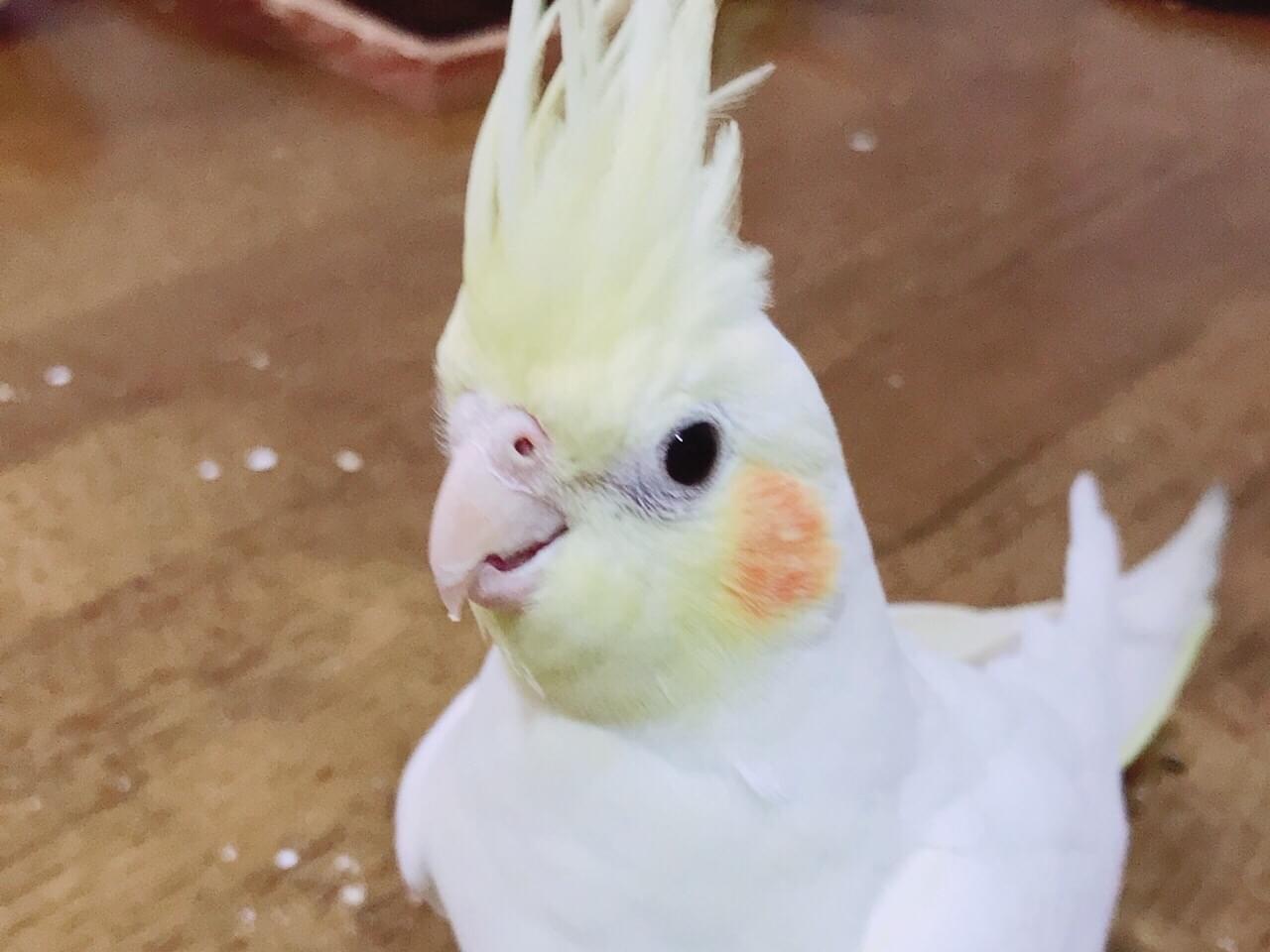 クゥーちゃん クゥーちゃん