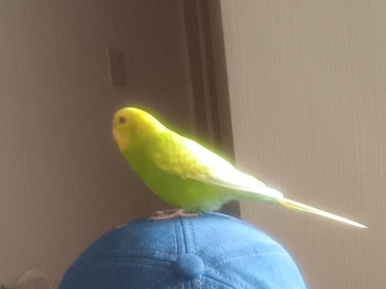 保護された鳥