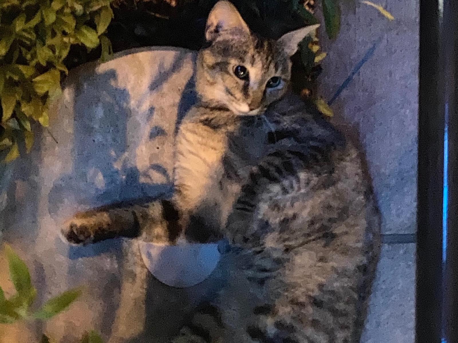目撃された猫 目撃された猫