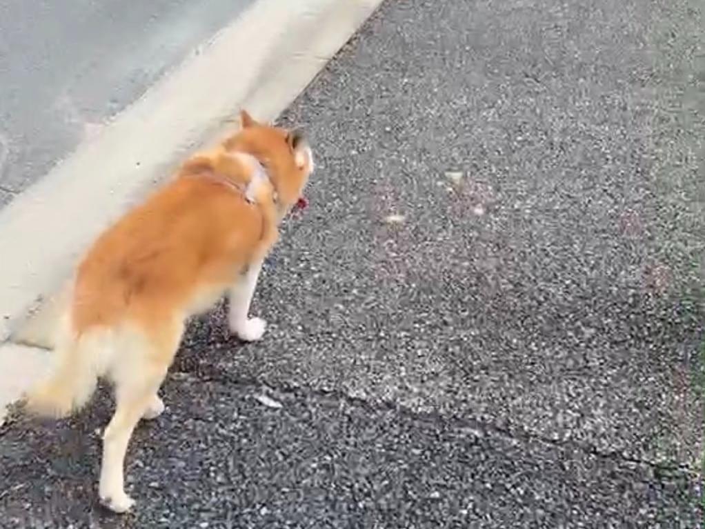 保護された犬 保護された犬