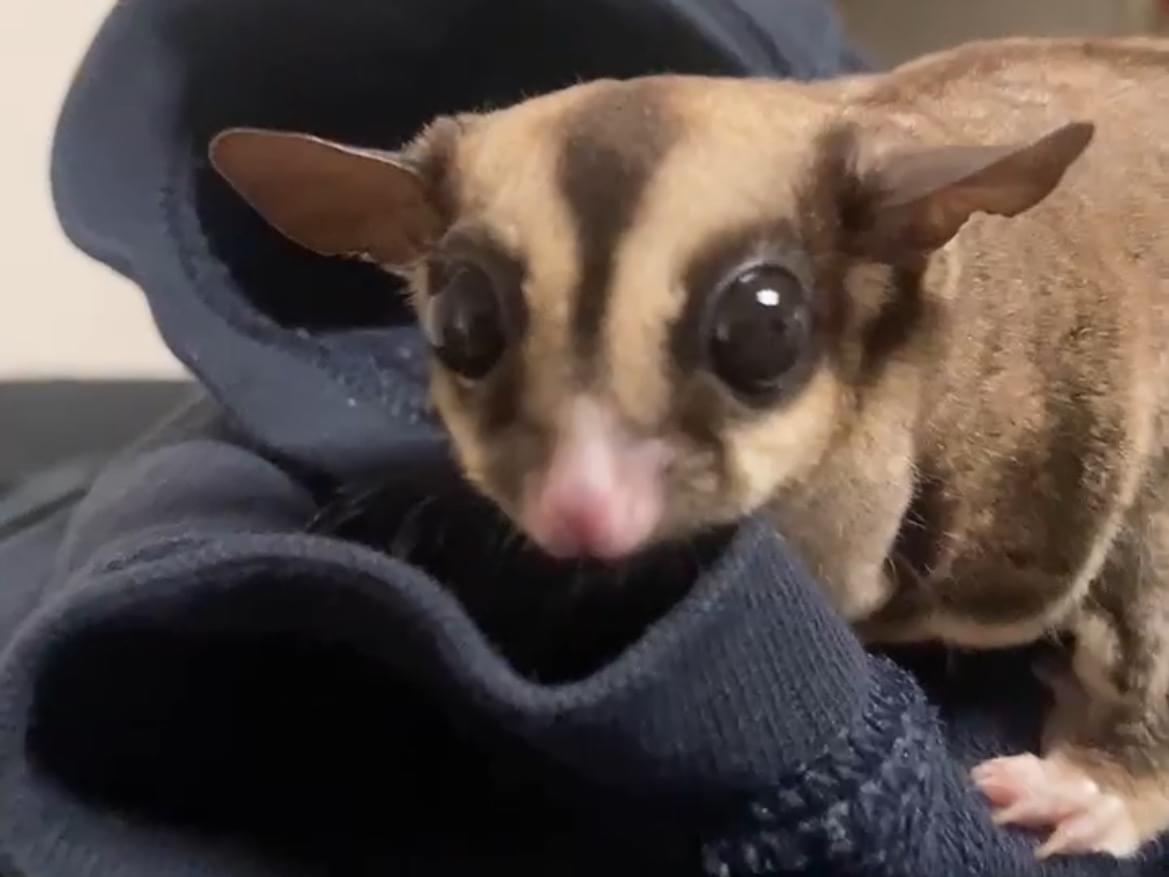 だてちゃん だてちゃん