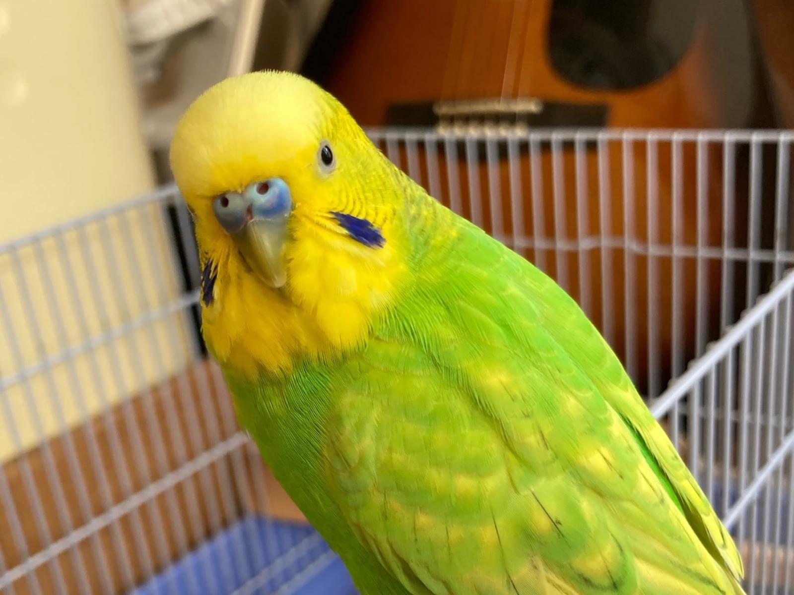 保護された鳥 保護された鳥