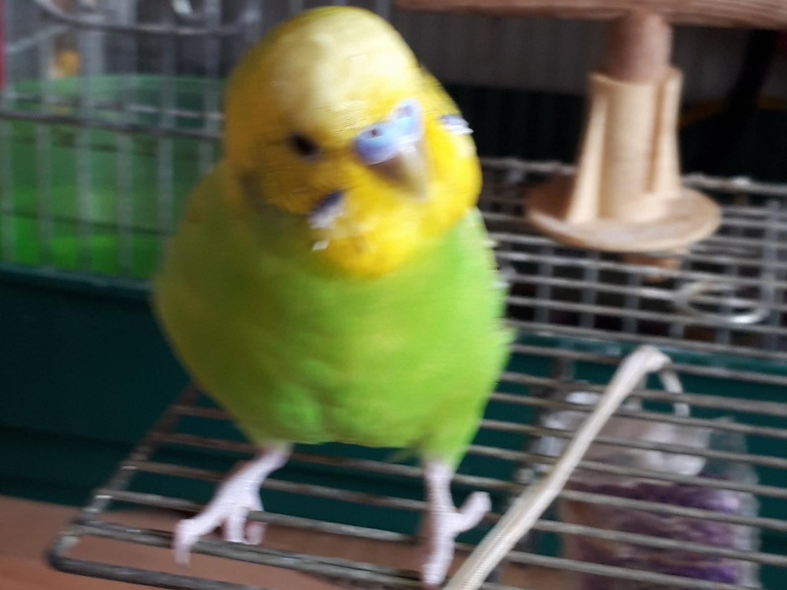 チコちゃん チコちゃん