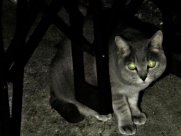 目撃された猫 目撃された猫