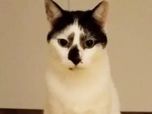 歌舞伎顔 白黒の猫探しています 歌舞伎顔 白黒の猫探しています