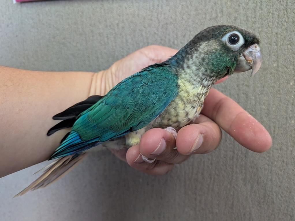 レビィちゃん レビィちゃん