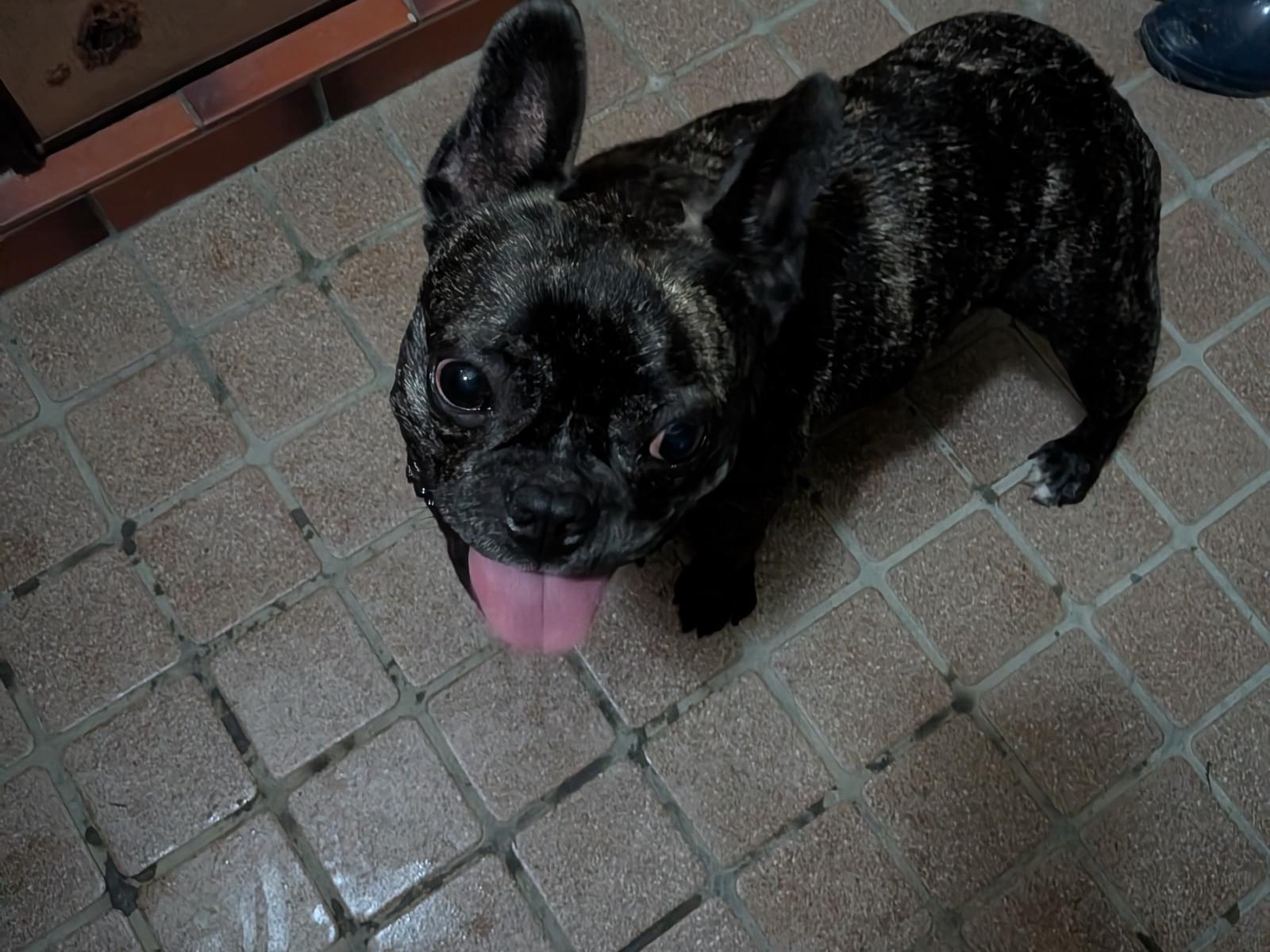 保護された犬 保護された犬