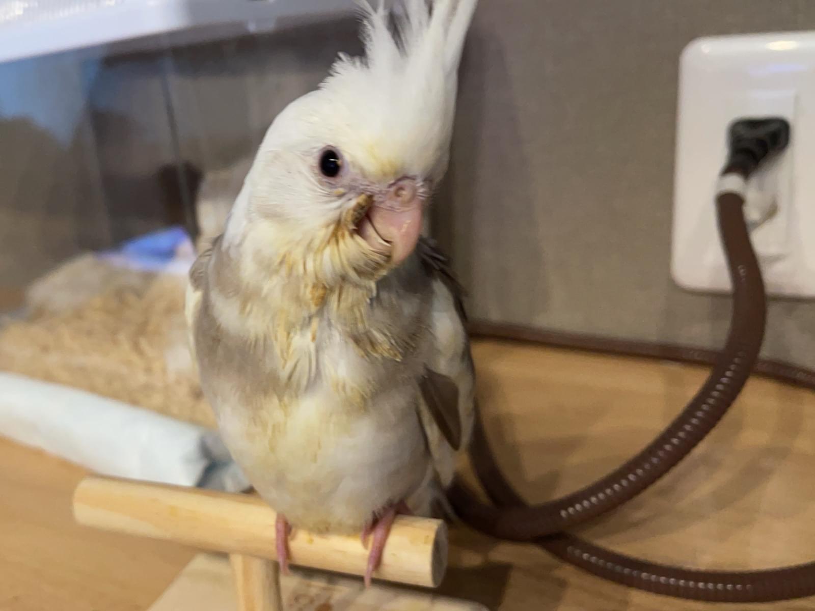 くーちゃん くーちゃん