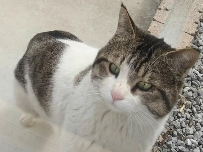 目撃された猫 目撃された猫