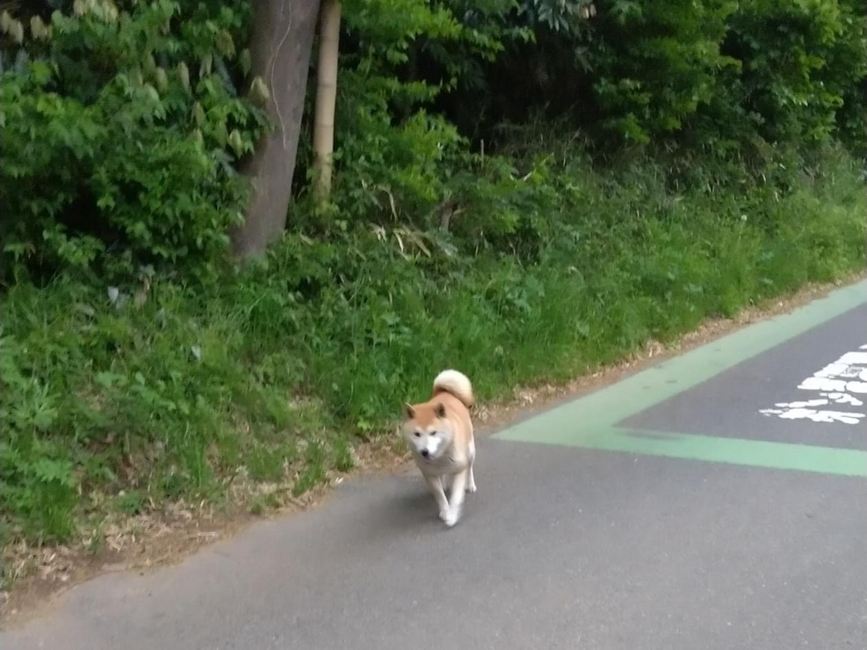 目撃された犬 目撃された犬