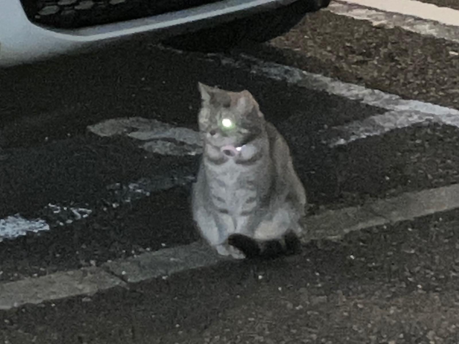 目撃された猫 目撃された猫