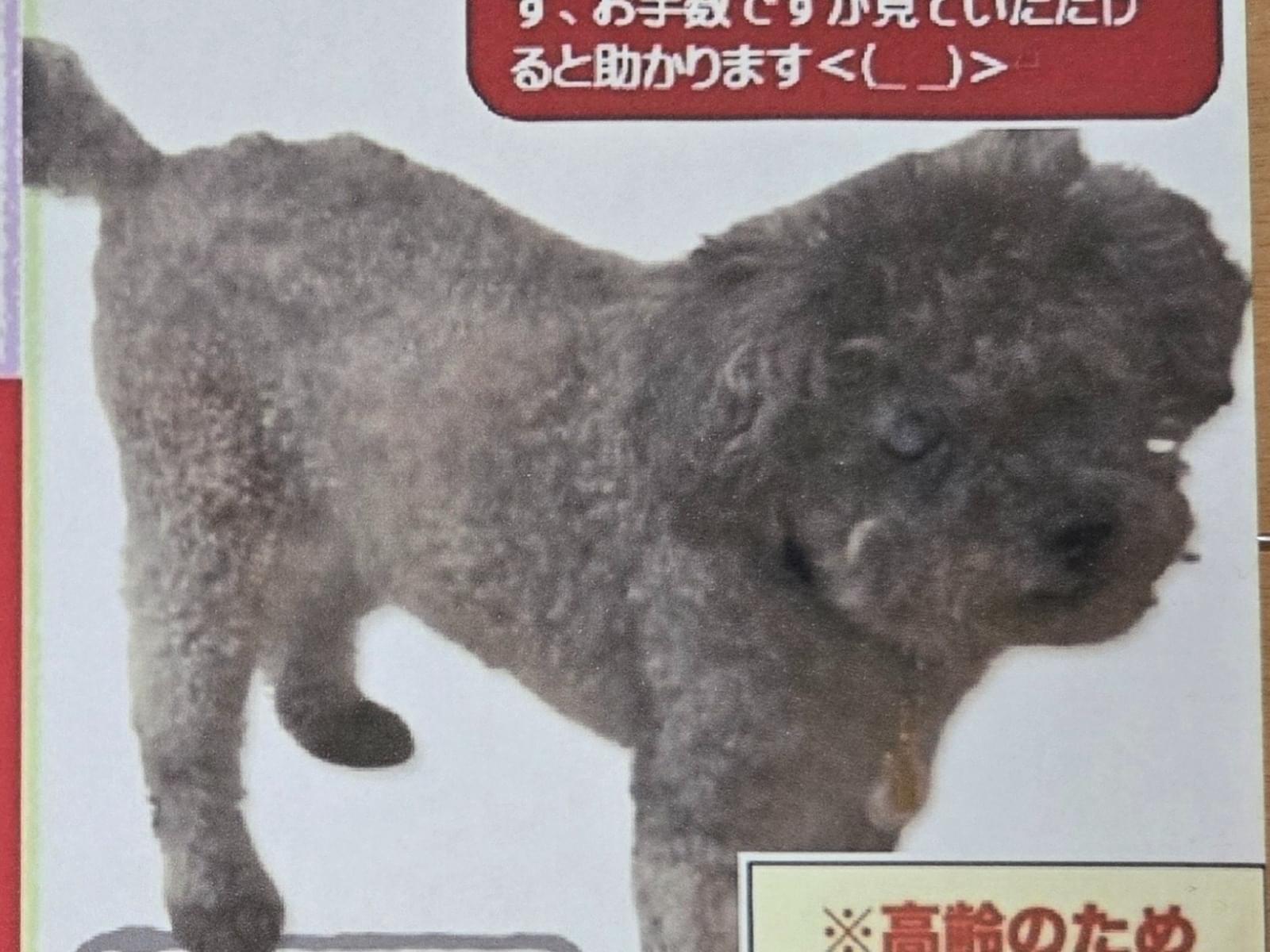 ジャックちゃん ジャックちゃん