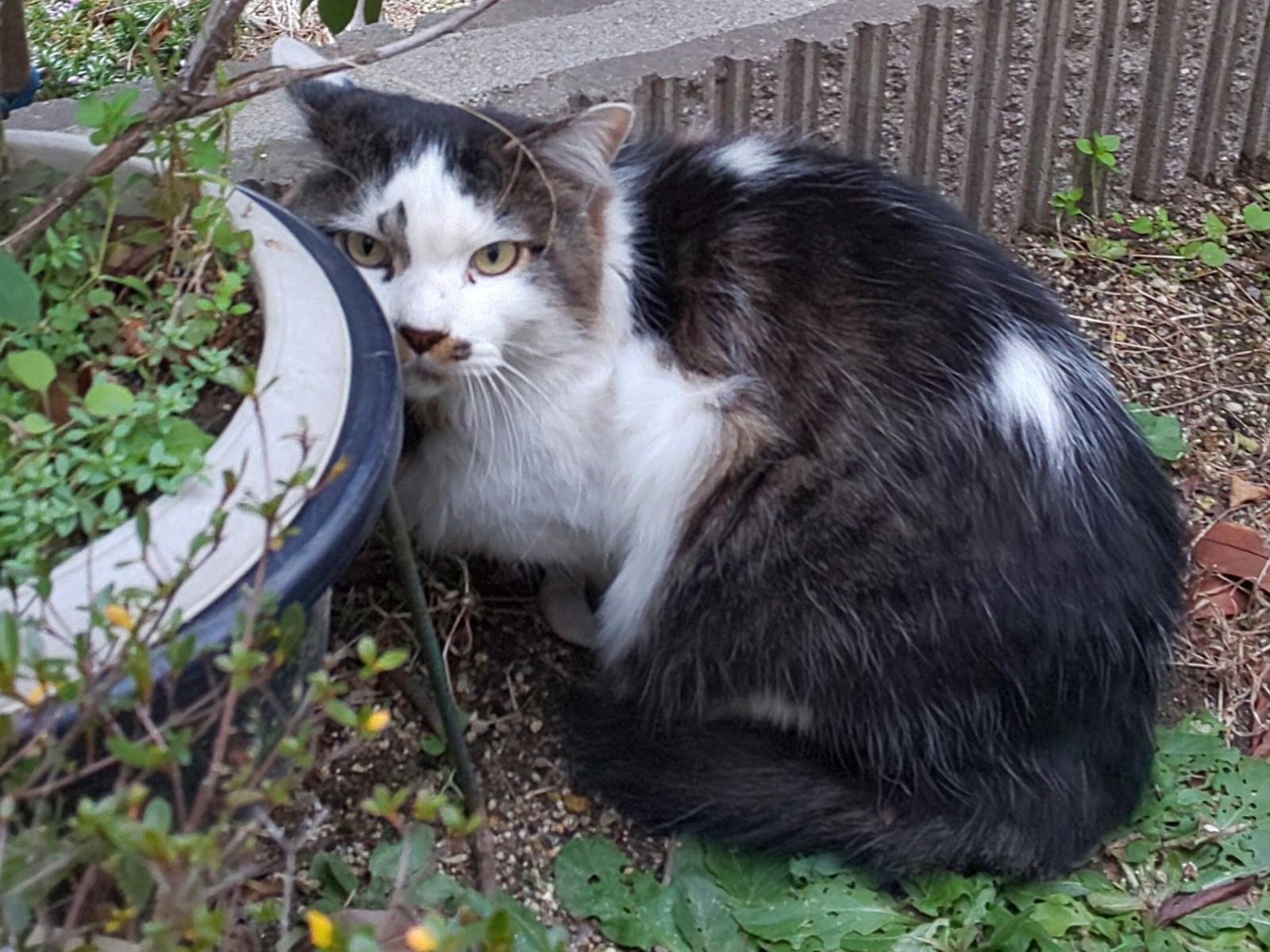 目撃された猫 目撃された猫