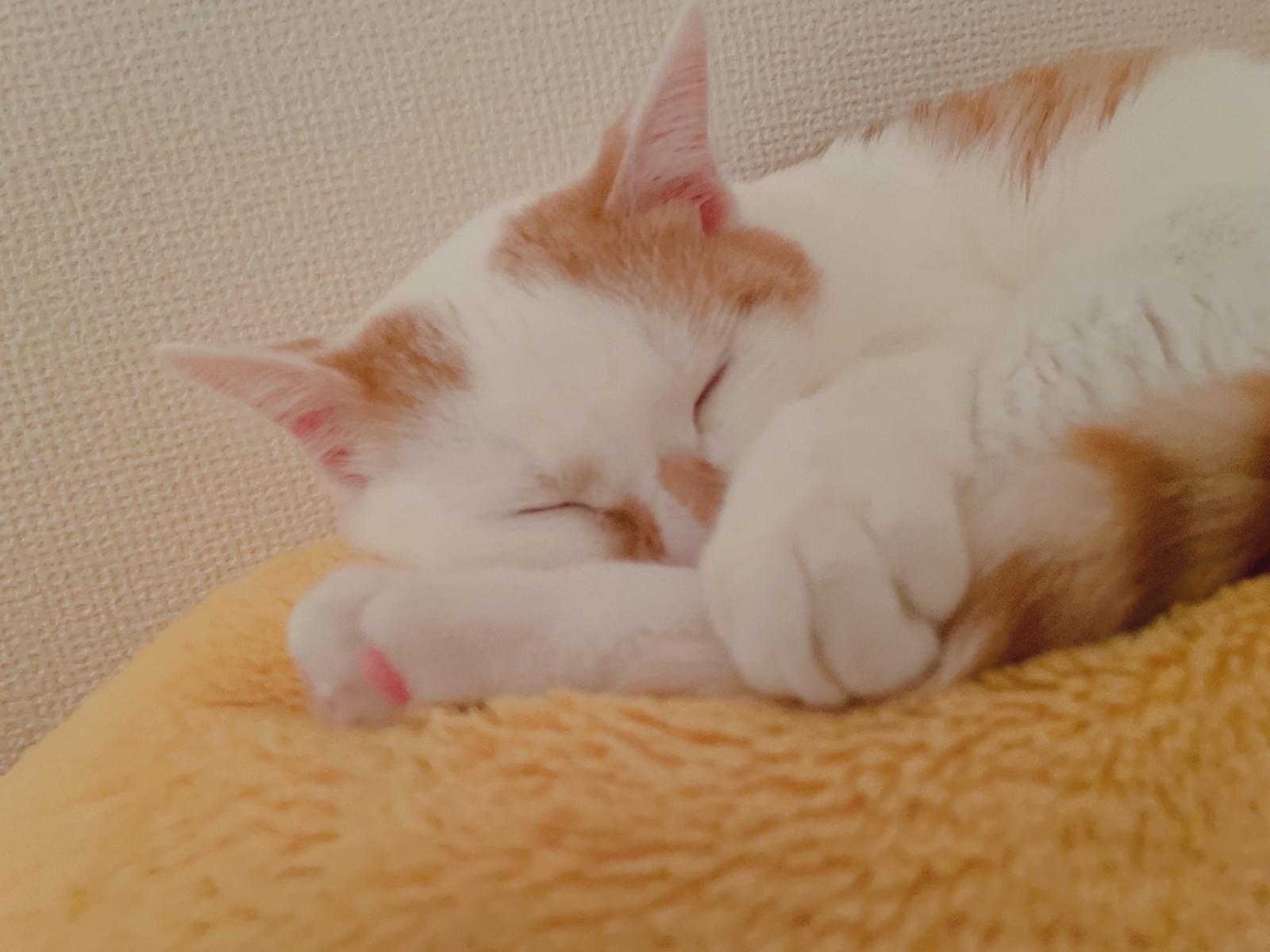 すじまるちゃん すじまるちゃん