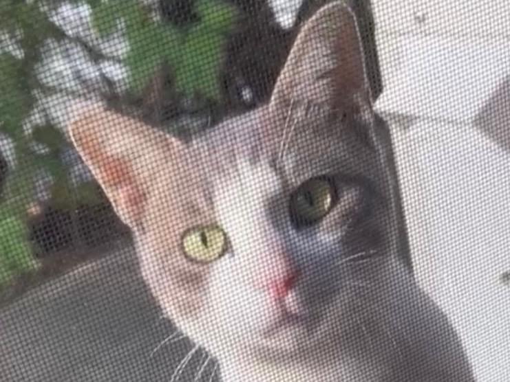 目撃された猫 目撃された猫
