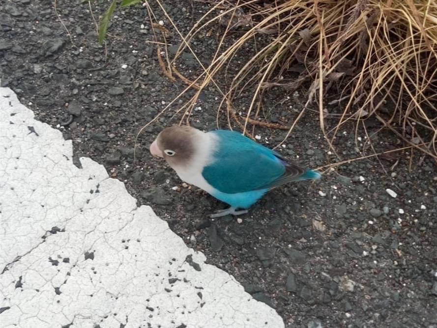 目撃された鳥 目撃された鳥