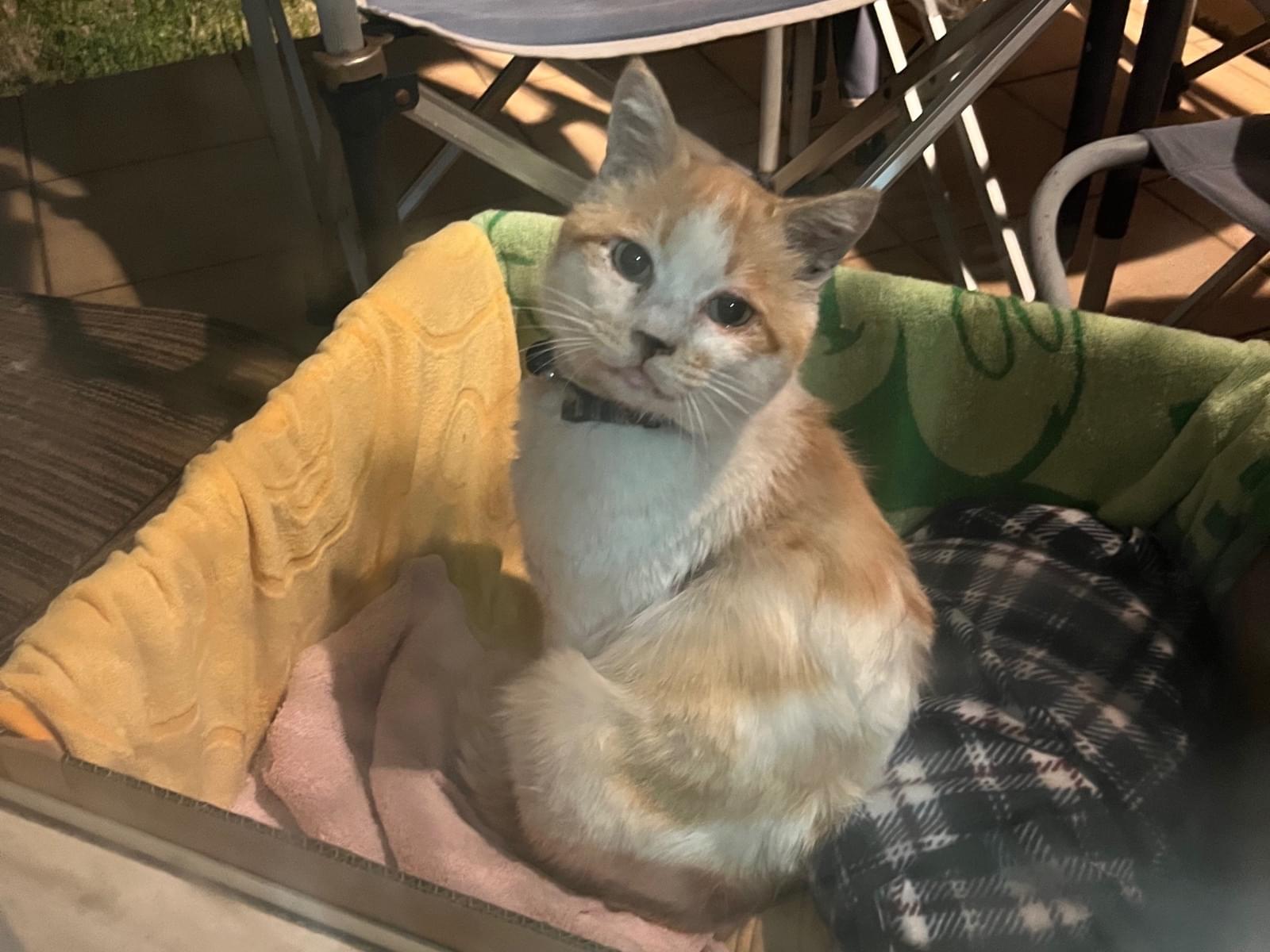 保護された猫 保護された猫