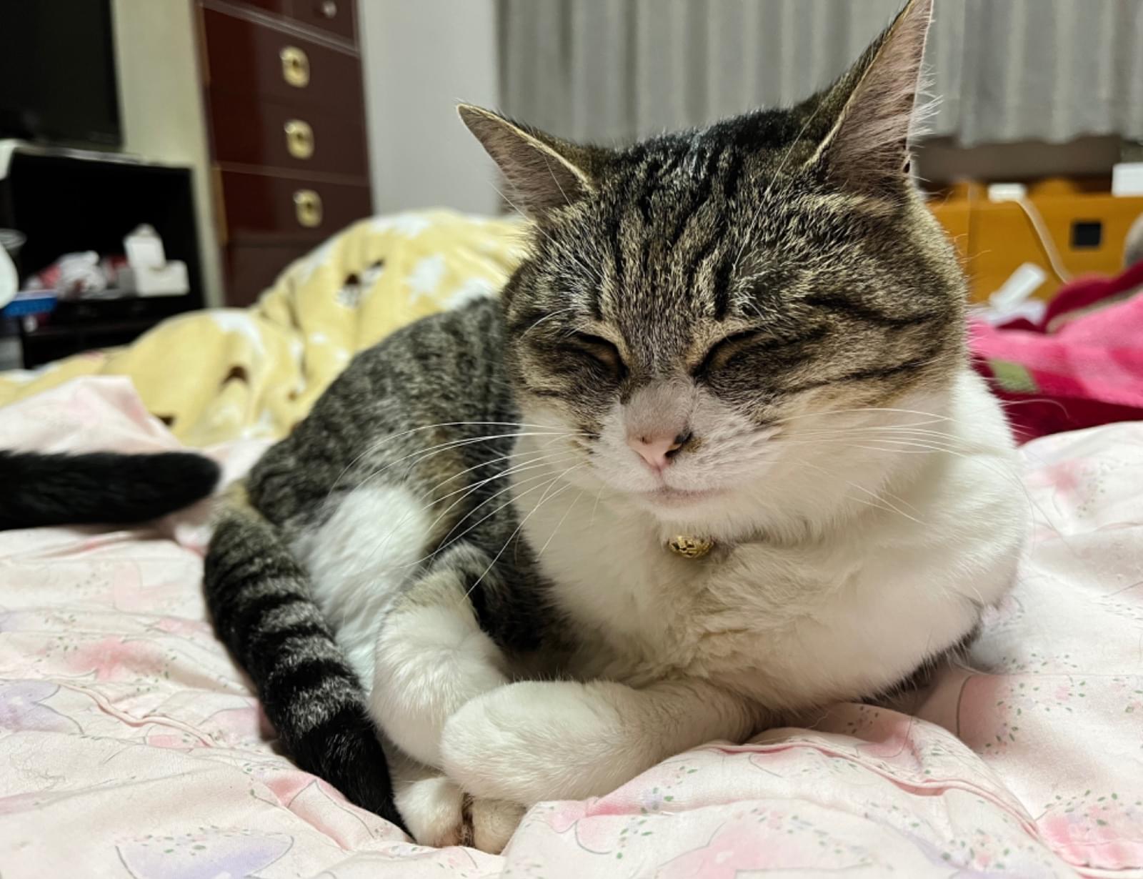 キジ白猫を探しています