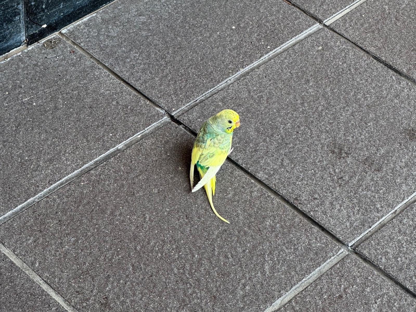 目撃された鳥 目撃された鳥