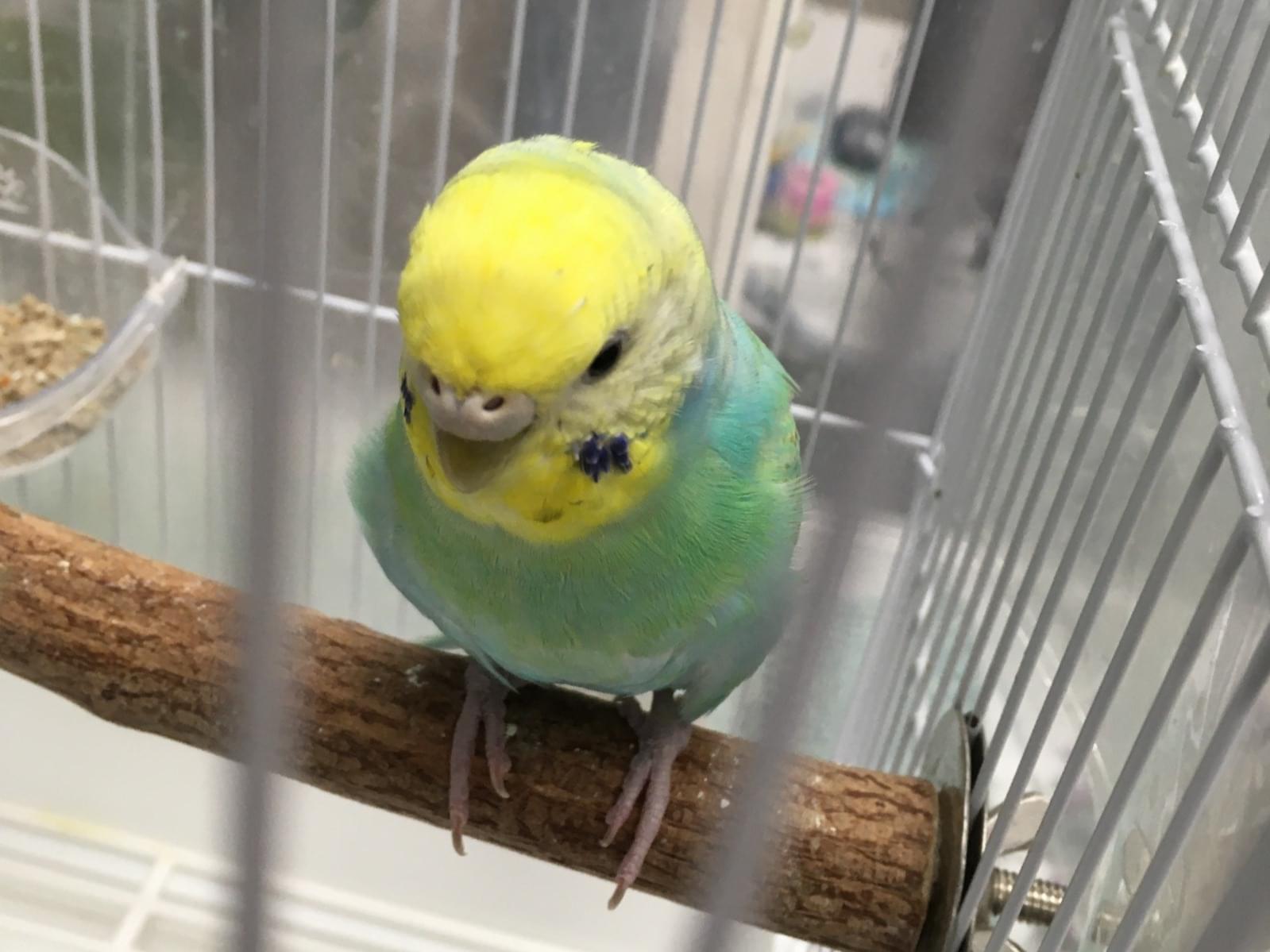 チコちゃん チコちゃん